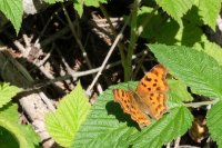  fleurs et petites bêtes 