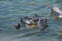 Sibérie 2019-Baïkal-Bargouzine