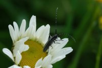  fleurs et petites bêtes 