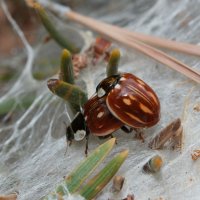  fleurs et petites bêtes 