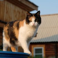 Sibérie 2019-Baïkal, vallée de la Bargouzine