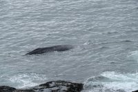  Elle souffle! A quelques mètres du rivage