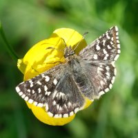  fleurs et petites bêtes 